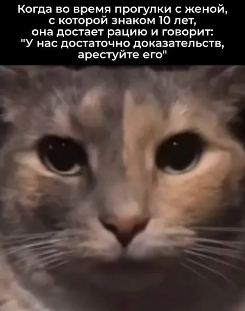 Кот после признания жены