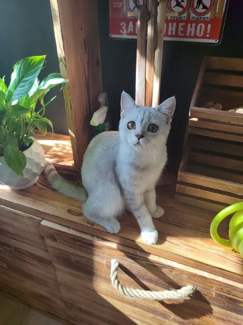 Кот под запретительным знаком