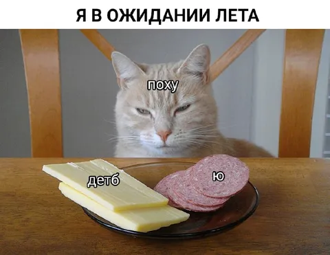 Кот ждёт лета и похудения