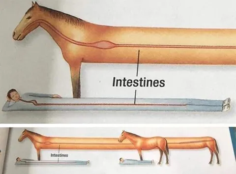 Horse Intestines Comparison