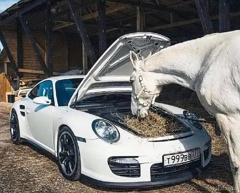Лошадь пообедала в Porsche