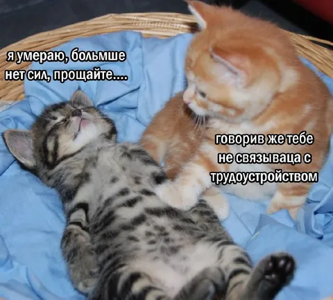 Котята и трудоустройство