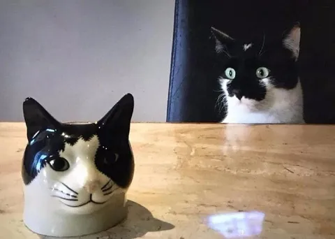 Кот смотрит на кота
