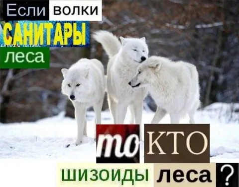 Если волки санитары леса