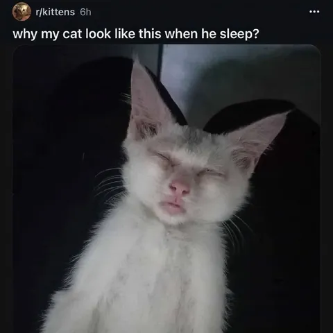 Cat Looks Strange While Sleeping
