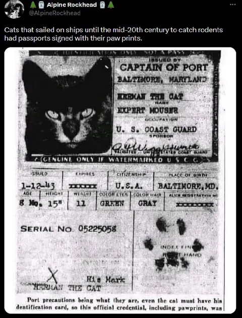 Cat's Official Passport
