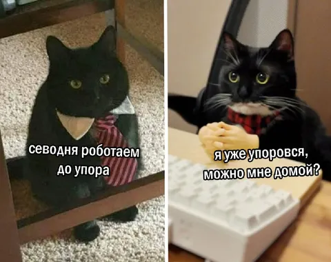 Кот работает до упора