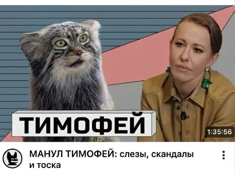 Манул Тимофей: слезы и тоска
