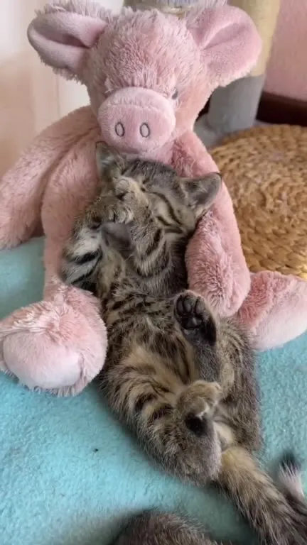 Котёнок нежится и засыпает