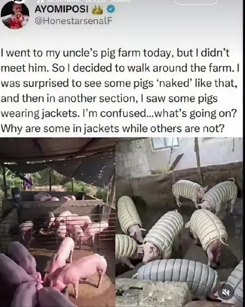Pigs in Jackets at the Farm