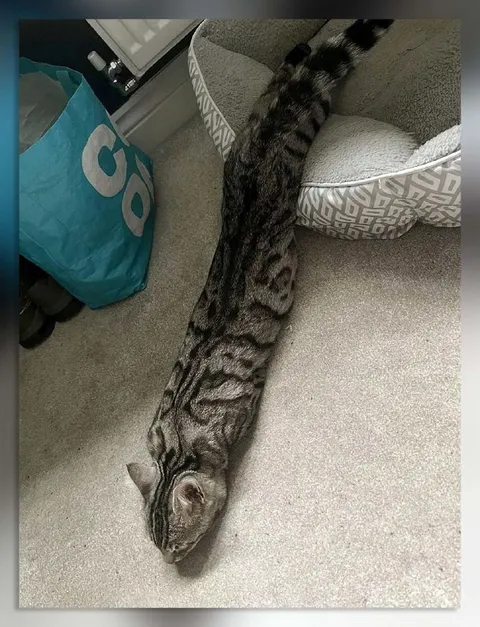 Очень длинный кот