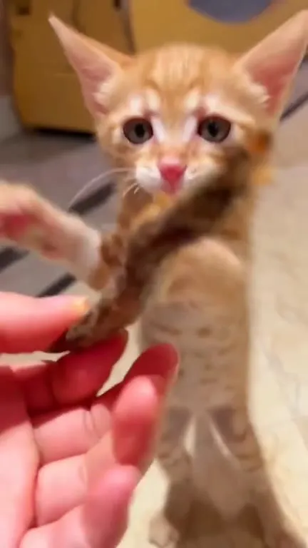 Котёнок ест рыбку