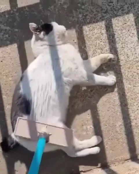 Кот притворяется шваброй