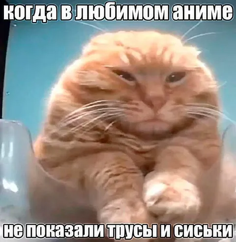 Кот без трусов и сиськи