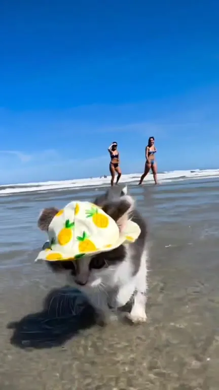 Котёнок в панаме на пляже