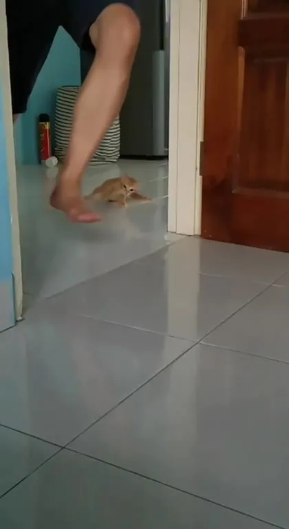 Кот проходит между ног