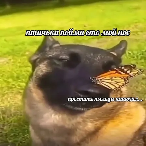 Собака и бабочка на носу