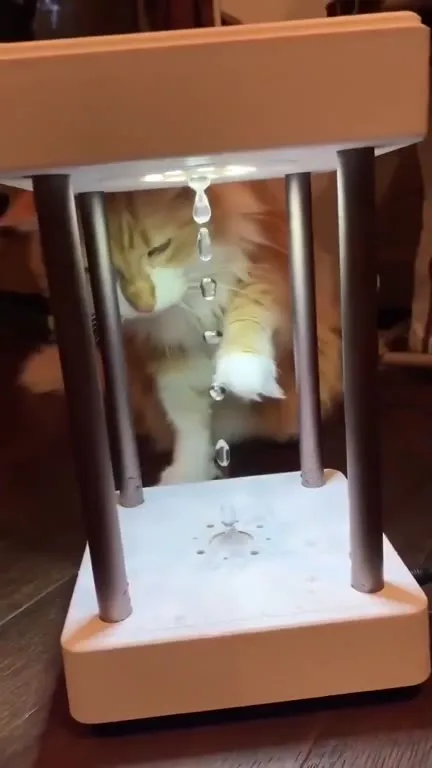 Кот ловит капли воды