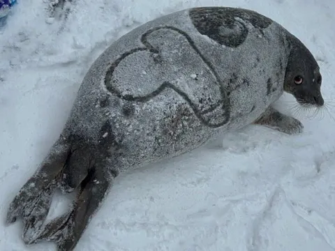 Тюлень с рисунком на спине