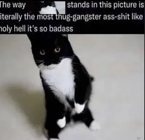 Badass Thug Cat Stance