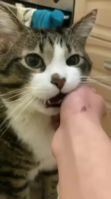 Кот с реакцией на поглаживание