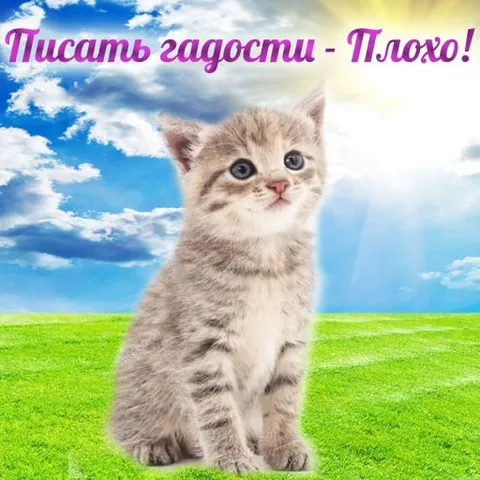 Котёнок пишет гадости