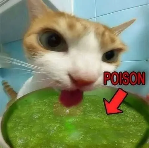 Cat Drinking Poison