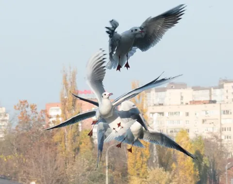 Библейски правильные чайки