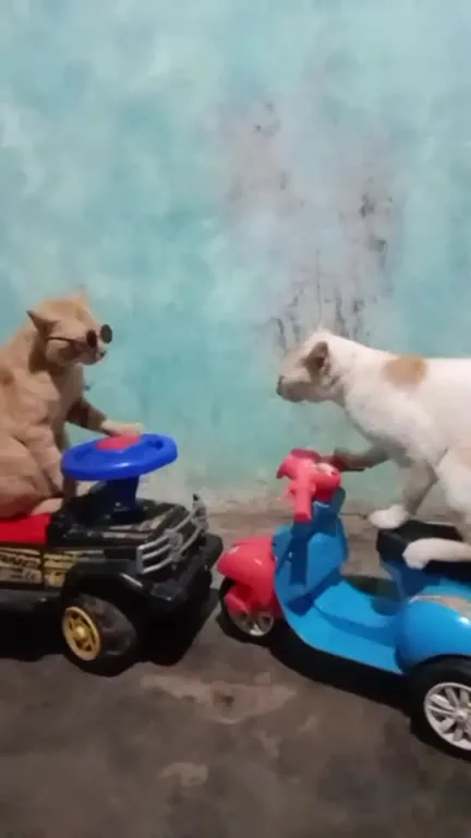 Коты на игрушечных машинах