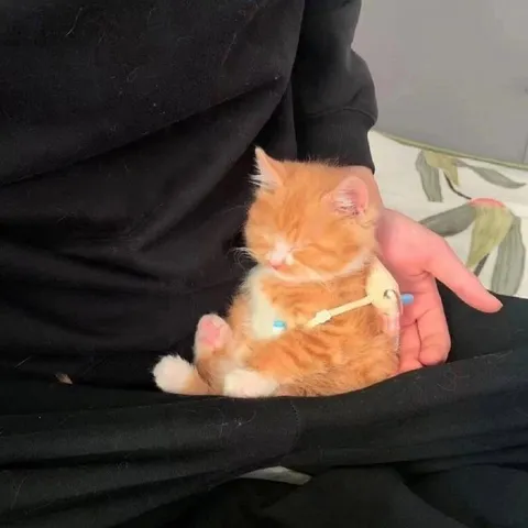 Котёнок спокойно лежит