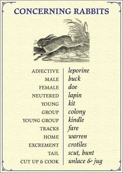 Concerning Rabbits Vocabulary Chart