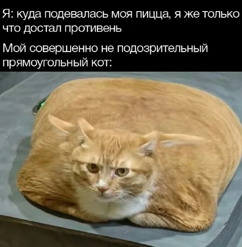 Прямоугольный кот украл пиццу