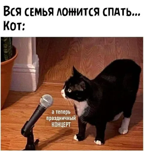 Кот устраивает ночной концерт