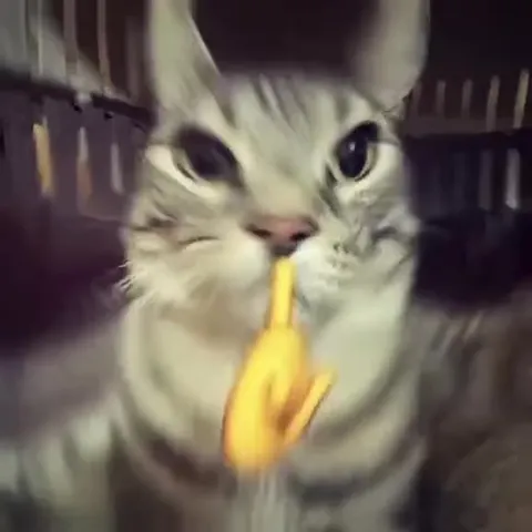 Коты под басовый бит