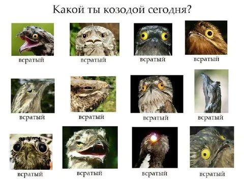 Какой ты козодой сегодня?