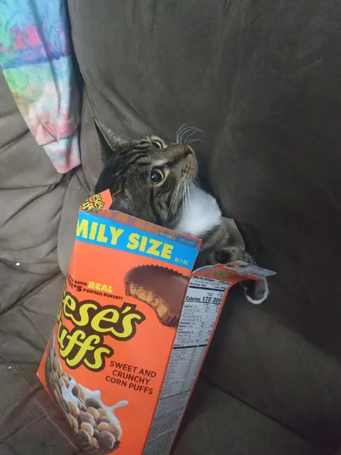 Cat Hiding in Reese's Cereal
