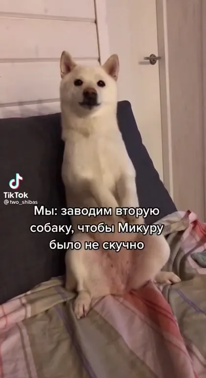 Завели вторую собаку для Микуру
