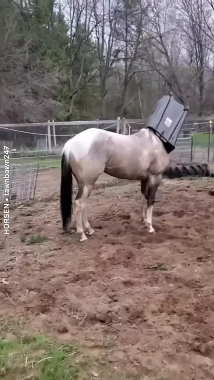 Horse Stuck in a Trash Can