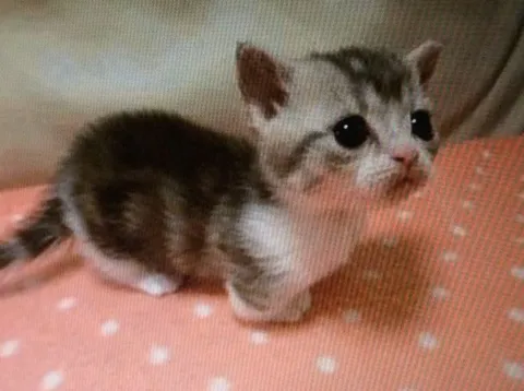 Маленький грустный котёнок