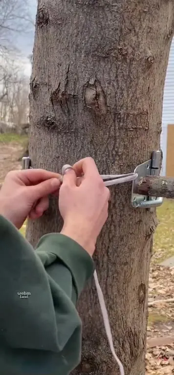 Обнять дерево и застрять