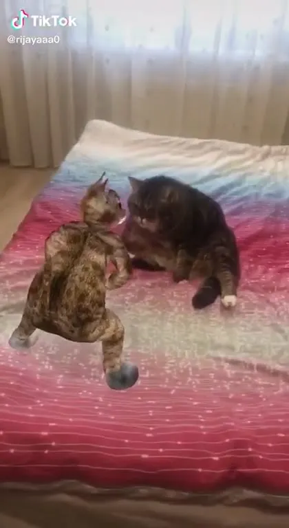 Кот танцует перед серьёзным котом