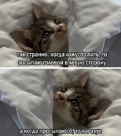 Кот просыпается в ахуе