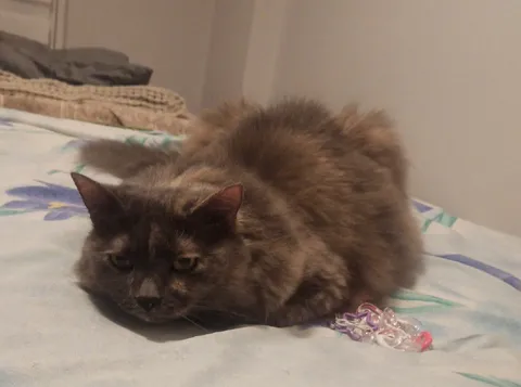 Кот, которому не дали йод