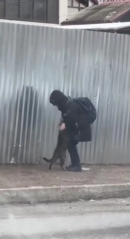Уличная любовь с котом