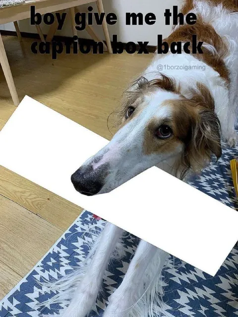 Dog Wants Caption Box Back