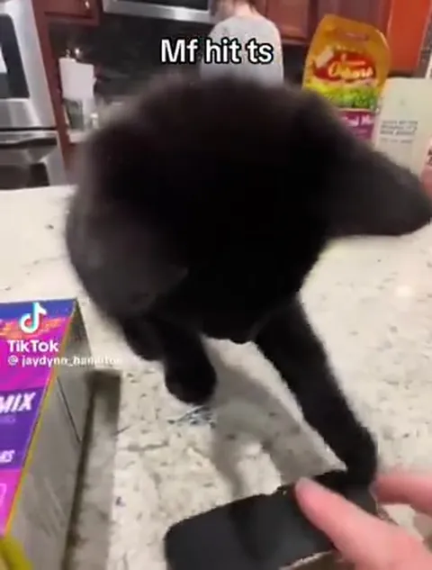 Cat Hits the Beat
