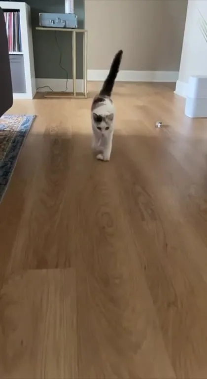 Кошка идёт на зов