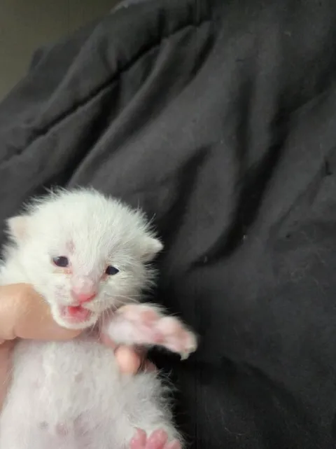 Котёнок кричит на руках