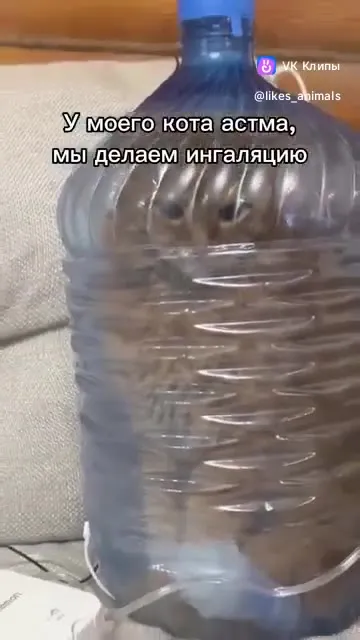 Астматичный кот в ингаляции