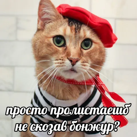 Кот в берете говорит бонжур